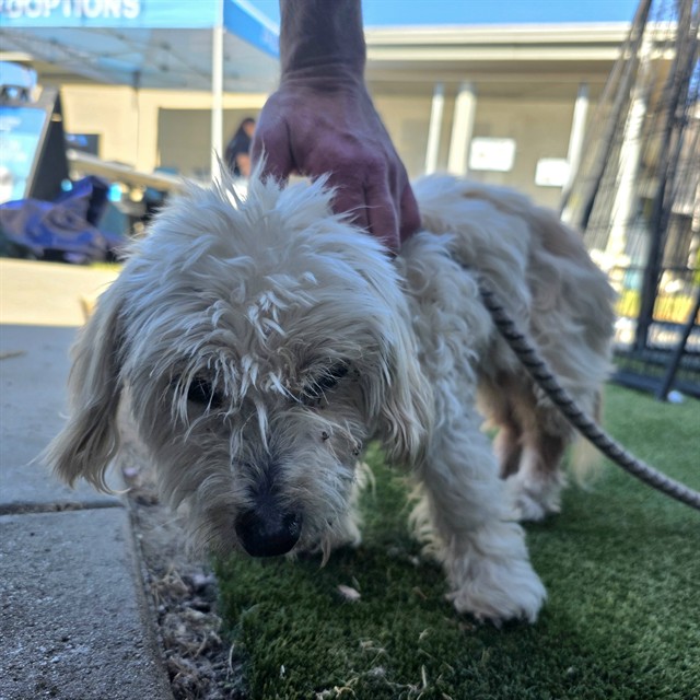 Shelter Stray Female Dog last seen Near BLOCK BLCK E CALDERWOOD ST, LONG BEACH, CA 90815, 7700 E Spring St, Long Beach, CA 90815, USA