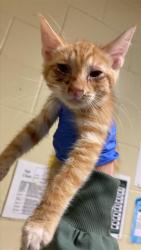 Shelter Stray Male Cat last seen FREEPORT BLVD & MEADOWVIEW RD, 2127 Front St, Sacramento, CA 95818, USA