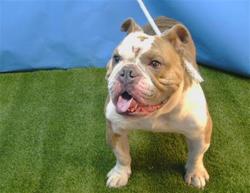 Shelter Stray Male Dog last seen , 216 W Victoria St, Gardena, CA 90248, USA