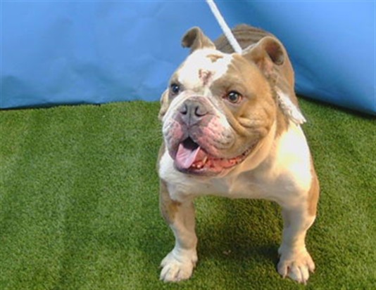 Shelter Stray Male Dog last seen , 216 W Victoria St, Gardena, CA 90248, USA