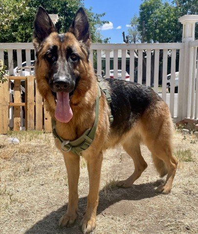 Shelter Stray Female Dog last seen Near NILES ST, BAKERSFIELD CA 93305, 3951 Fruitvale Ave, Bakersfield, CA 93308, USA