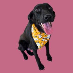 Shelter Stray Female Dog last seen Near BLOCK BRUNDAGE LN, BAKERSFIELD CA 93304, 3951 Fruitvale Ave, Bakersfield, CA 93308, USA