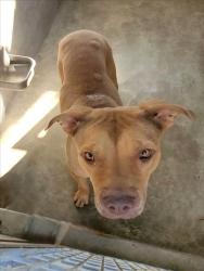 Shelter Stray Female Dog last seen , 1850 W 60th St, Los Angeles, CA 90047, USA