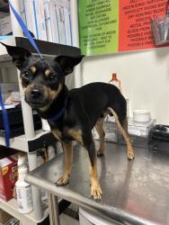 Shelter Stray Male Dog last seen Near BLOCK TRUXTUN AVE, BAKERSFIELD CA 93301, 3951 Fruitvale Ave, Bakersfield, CA 93308, USA
