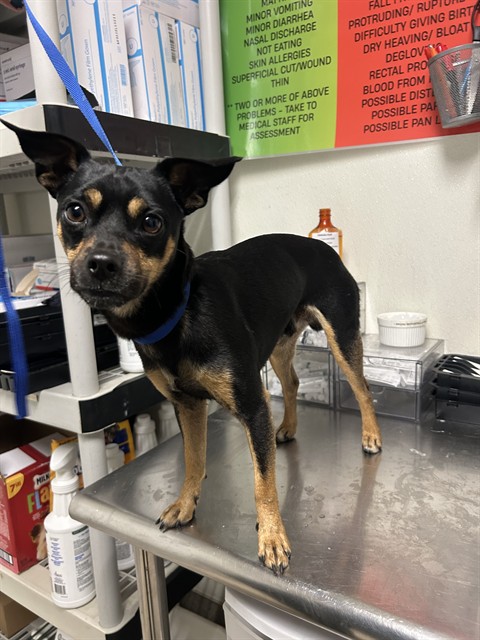 Shelter Stray Male Dog last seen Near BLOCK TRUXTUN AVE, BAKERSFIELD CA 93301, 3951 Fruitvale Ave, Bakersfield, CA 93308, USA