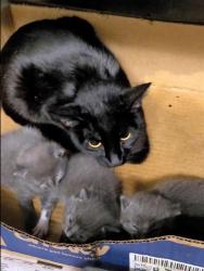 Shelter Stray Female Cat last seen , 1850 W 60th St, Los Angeles, CA 90047, USA