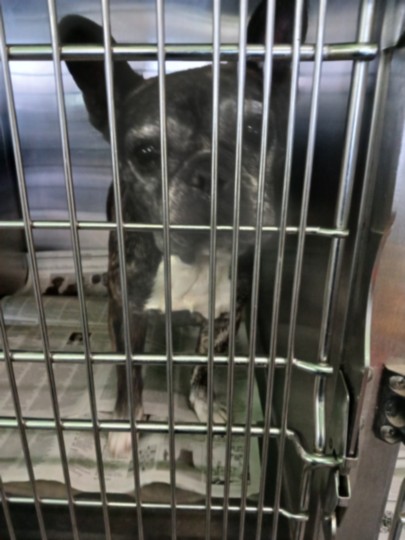 Shelter Stray Female Dog last seen , 1850 W 60th St, Los Angeles, CA 90047, USA