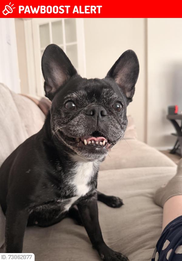 Lost Female Dog last seen Brook lane , Great Barford, England MK44 3LU