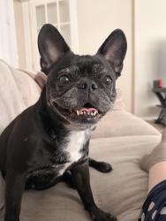 Lost Female Dog last seen Brook lane , Great Barford, England MK44 3LU
