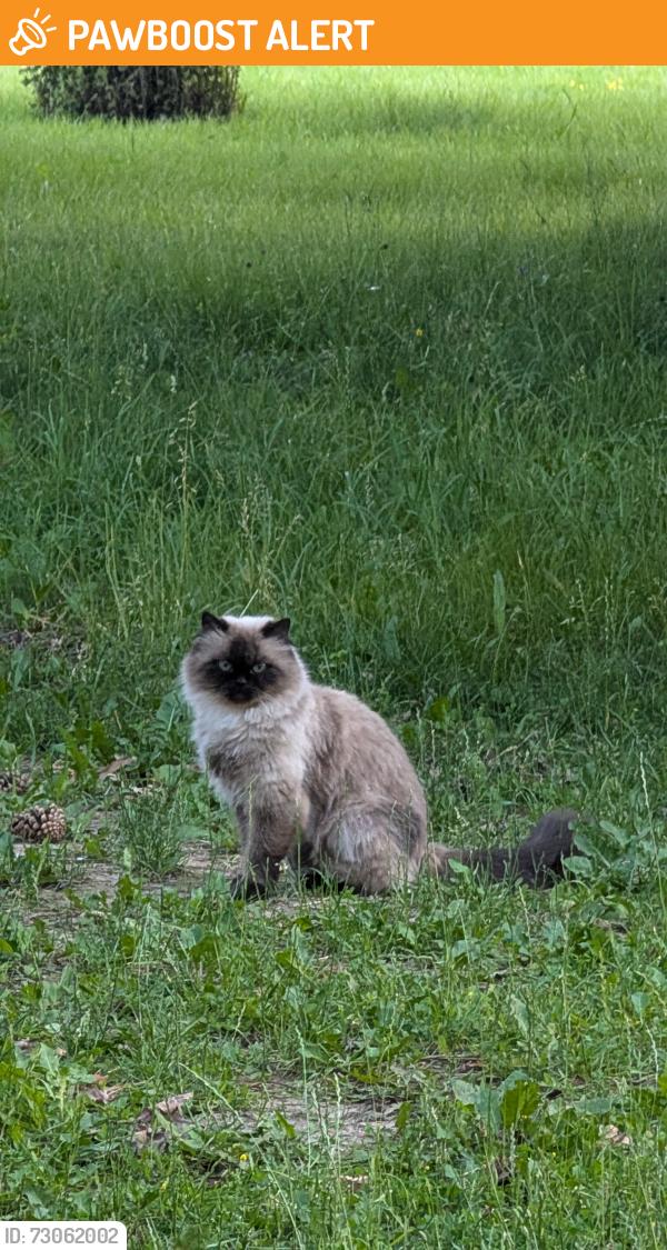 Found/Stray Unknown Cat last seen Near Credit Pointe Dr, Mississauga (hse with construction near the park with tennis courts), Mississauga, ON L5M 3L1