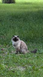 Found/Stray Unknown Cat last seen Near Credit Pointe Dr, Mississauga (hse with construction near the park with tennis courts), Mississauga, ON L5M 3L1