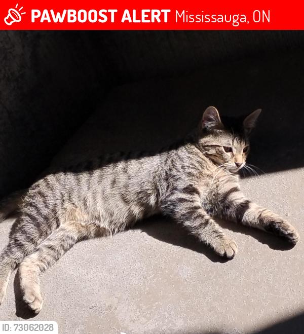 Lost Male Cat last seen Hurantario, Mississauga, ON 