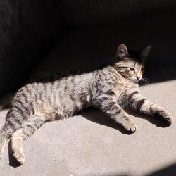 Lost Male Cat last seen Hurantario, Mississauga, ON 