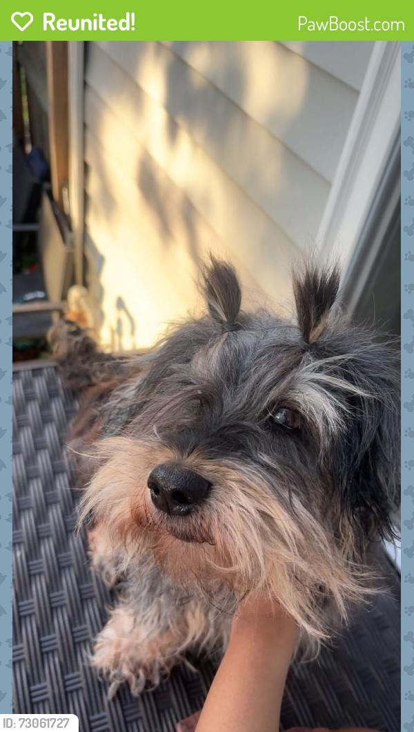 Reunited Male Dog last seen Near North Ave, Richmond, VA 23222, USA, Richmond, VA 23222