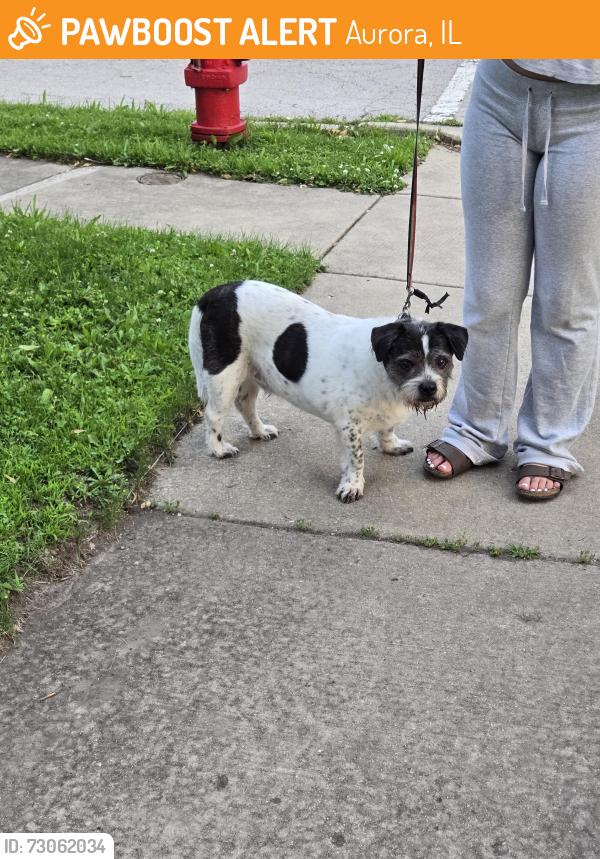 Found/Stray Unknown Dog last seen Greenfield and Illinois Ave, Aurora, Illinois, Aurora, IL 60506