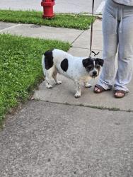 Found/Stray Unknown Dog last seen Greenfield and Illinois Ave, Aurora, Illinois, Aurora, IL 60506