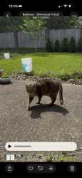 Lost Male Cat last seen Sherwood forest, Bellevue, WA 98008