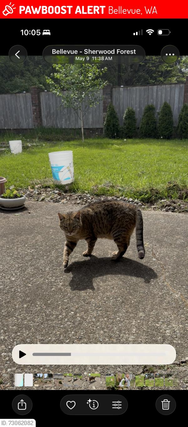 Lost Male Cat last seen Sherwood forest, Bellevue, WA 98008