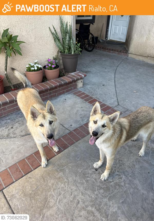 Found/Stray Unknown Dog last seen San Bernardino Ave and Sycamore Ave , Rialto, CA 92376