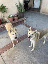 Found/Stray Unknown Dog last seen San Bernardino Ave and Sycamore Ave , Rialto, CA 92376