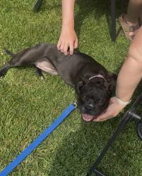 Found/Stray Female Dog last seen Robinson Rd/Michigan ave area, Blackman Township, MI 49203