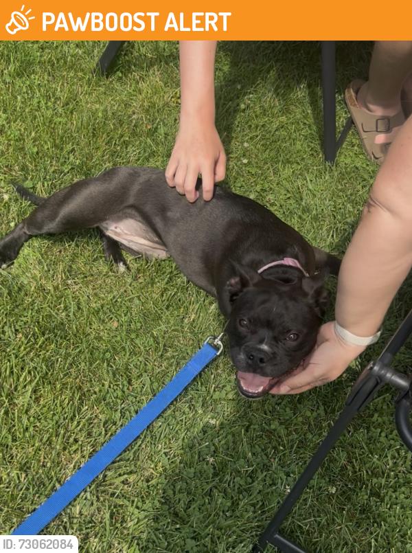 Found/Stray Female Dog last seen Robinson Rd/Michigan ave area, Blackman Township, MI 49203