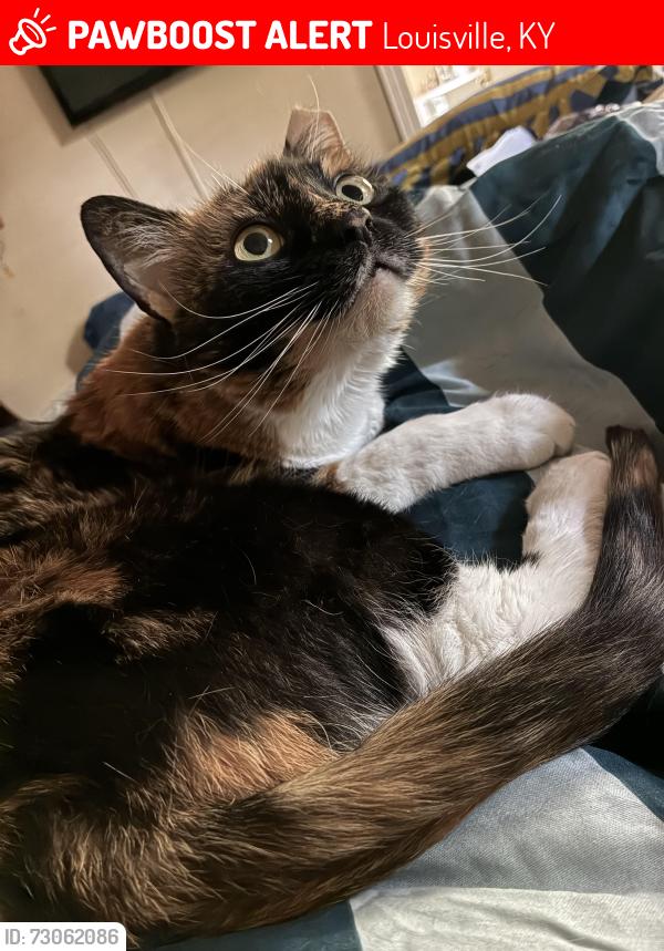 Lost Female Cat last seen Frankfort Ave, Louisville, KY 40206