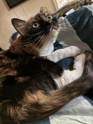 Lost Female Cat last seen Frankfort Ave, Louisville, KY 40206