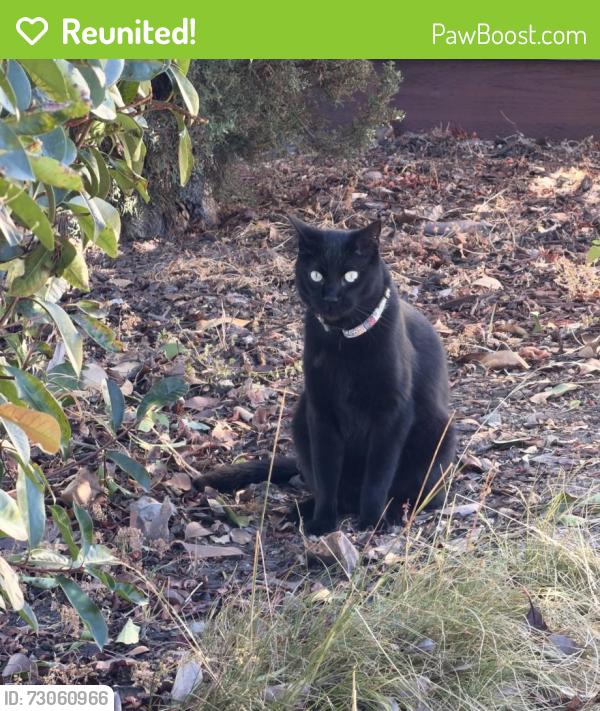 Reunited Male Cat last seen Selinda Ln. Near Leigh High School, San Jose, CA 95124