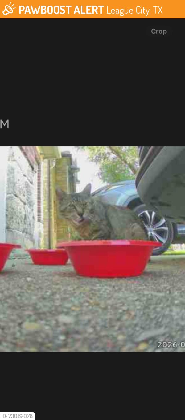 Found/Stray Unknown Cat last seen League City, Magnolia Creek, Bay Area & 96, League City, TX 77573