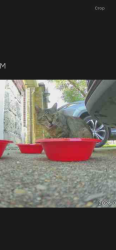 Found/Stray Unknown Cat last seen League City, Magnolia Creek, Bay Area & 96, League City, TX 77573