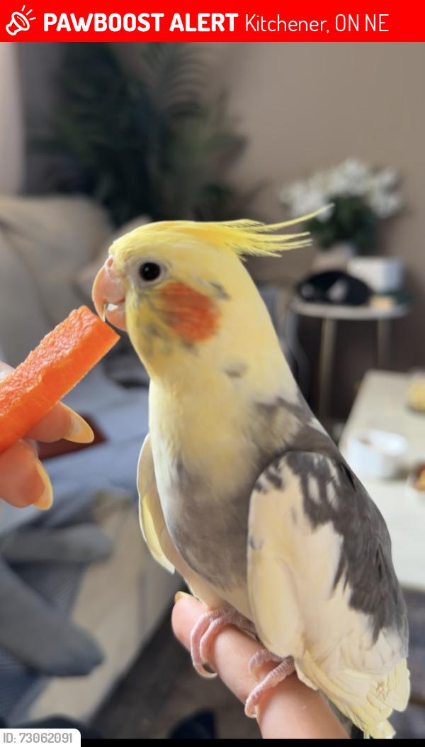 Lost Male Bird last seen Commonwealth Crescent Kitchener, Kitchener, ON N2E