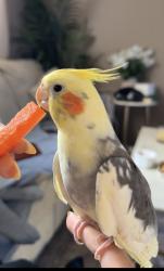 Lost Male Bird last seen Commonwealth Crescent Kitchener, Kitchener, ON N2E