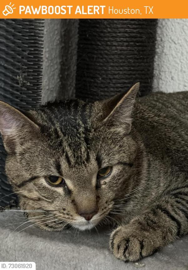Found/Stray Male Cat last seen Near & Kirby Drive, Houston, TX 77025