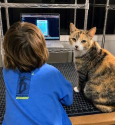 Reunited Female Cat last seen Troy Street at Pinecrest, Ferndale MI, Ferndale, MI 48220