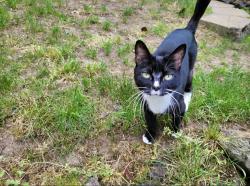 Lost Female Cat last seen Twin Hills Drive West and 57th Street West, Tacoma, WA 98467