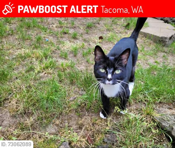 Lost Female Cat last seen Twin Hills Drive West and 57th Street West, Tacoma, WA 98467