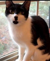 Reunited Female Cat last seen Near Inverness Dr, Fayetteville, NC 28304, USA, Fayetteville, NC 28304