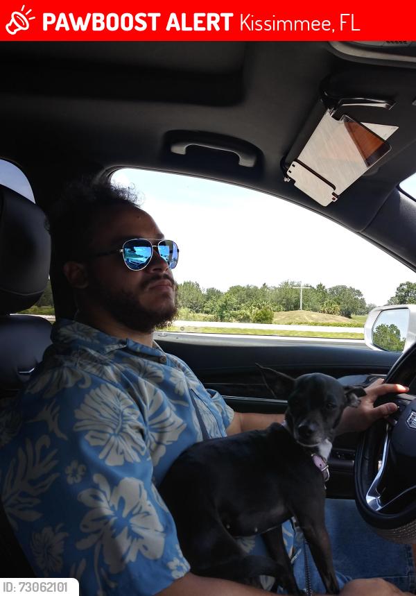 Lost Female Dog last seen Near ficus tree Rd Kissimmee FL 34758, Kissimmee, FL 34758