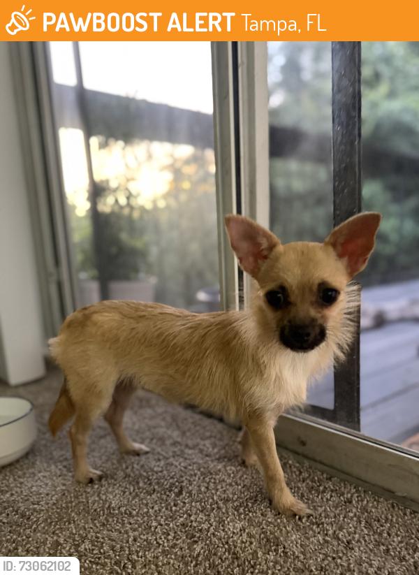 Found/Stray Female Dog last seen N Hines Ave , Tampa, FL 33614