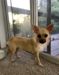 Found/Stray Female Dog last seen N Hines Ave , Tampa, FL 33614