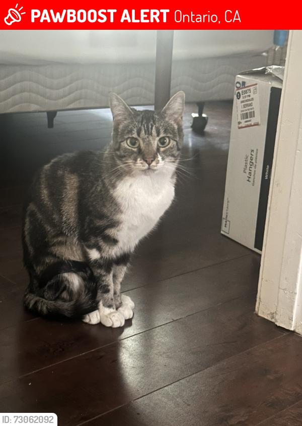 Lost Female Cat last seen Ontario: Philadelphia between grove and vineyard, Ontario, CA 91761