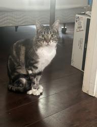 Lost Female Cat last seen Ontario: Philadelphia between grove and vineyard, Ontario, CA 91761