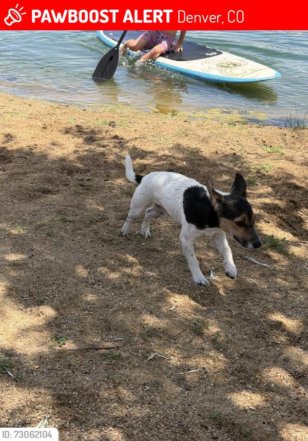 Lost Female Dog last seen 44th and  hooker st., Denver, CO 80211
