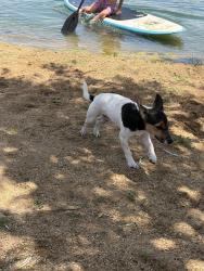 Lost Female Dog last seen 44th and  hooker st., Denver, CO 80211