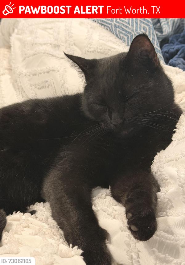 Lost Male Cat last seen Race track, Fort Worth, TX 76104