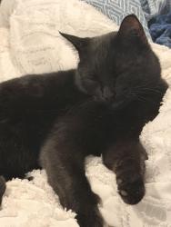 Lost Male Cat last seen Race track, Fort Worth, TX 76104
