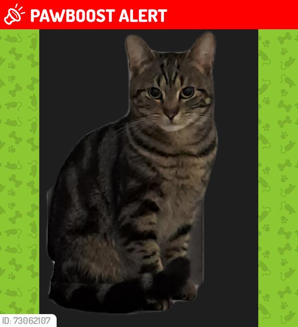 Lost Male Cat last seen Palfrey, Walsall, West Midlands, England WS1