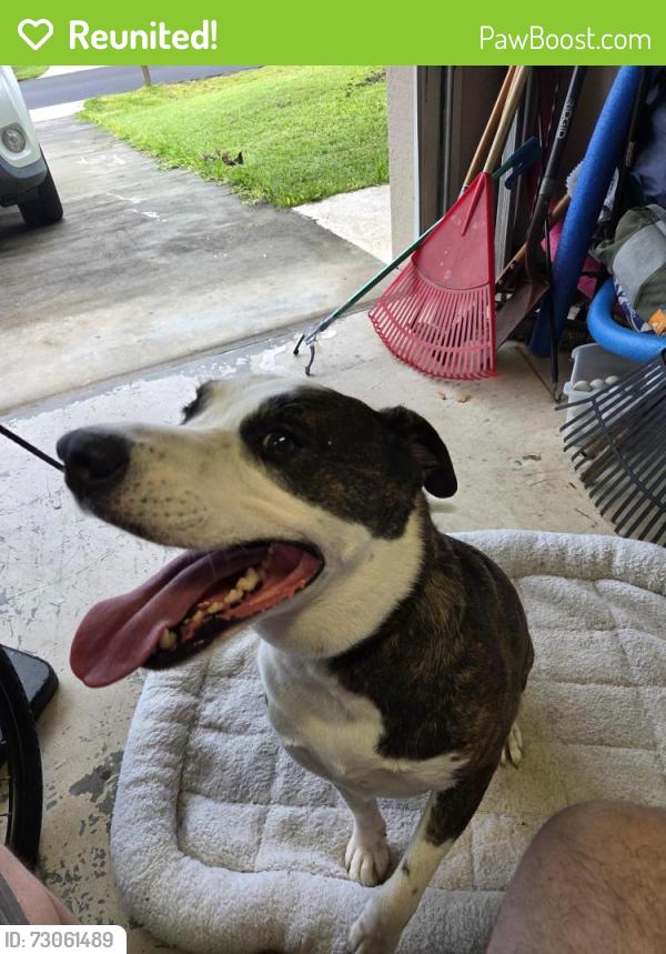 Reunited Unknown Dog last seen Ne 4th place cape coral, Cape Coral, FL 33909
