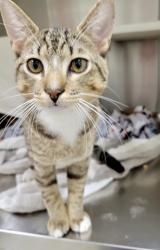 Shelter Stray Male Cat last seen Near Robb st, 21218, MD, 301 Stockholm St, Baltimore, MD 21230, USA
